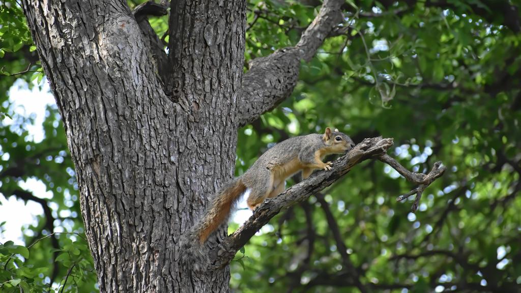 Cerf, grues, écureuil… 7 animaux à voir en France cet automne