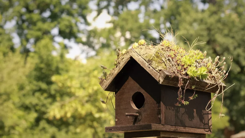 L’Écosse veut intégrer des nids d’oiseaux directement dans les bâtiments neufs
