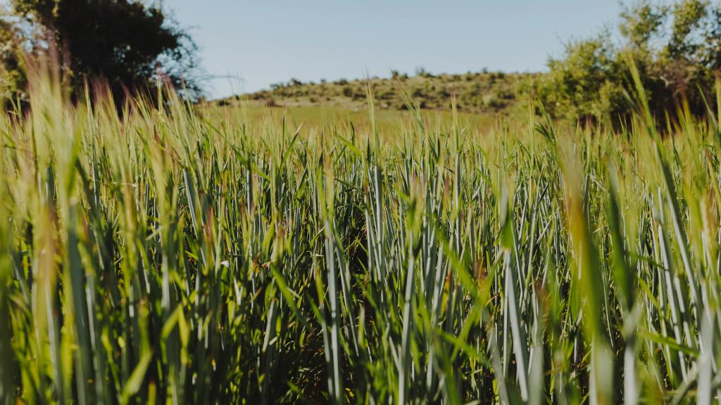 Cette plante résiste à la canicule et continue de pousser malgré la sécheresse