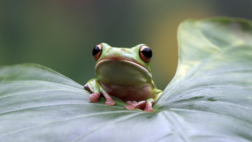 Une nouvelle espèce de grenouille découverte dans des plantations de café