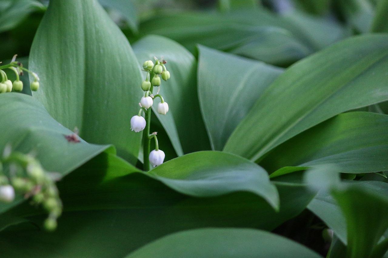  Pourquoi le muguet n’est pas très écolo ? 