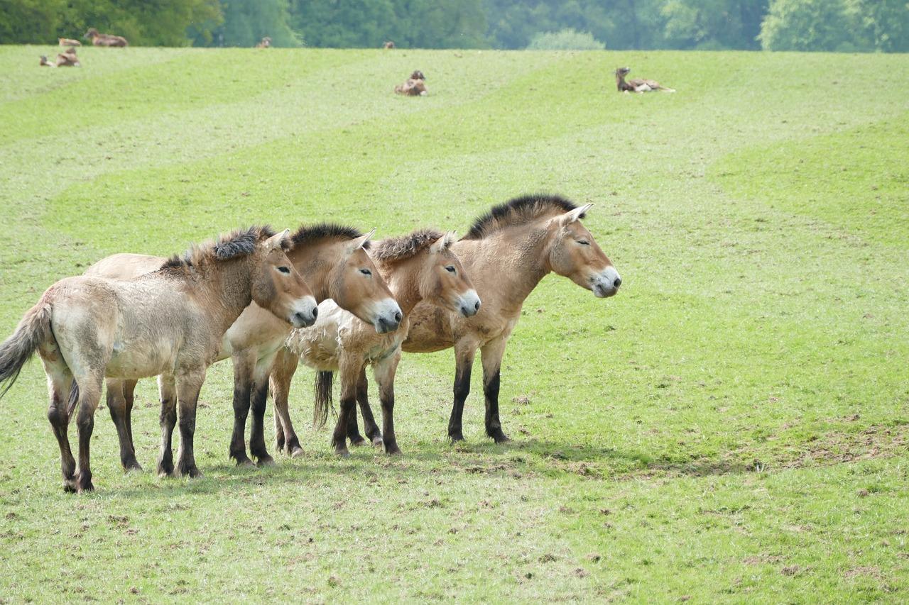 Le cheval de Przewalski des steppes de Mongolie