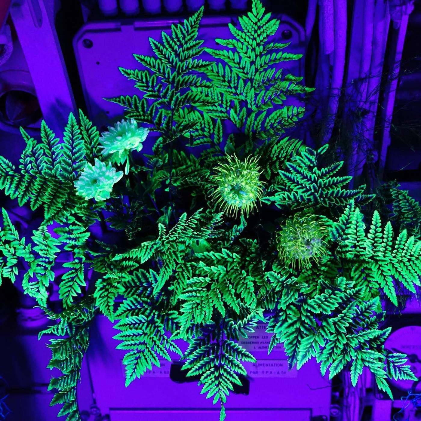  Fini les lampadaires, bientôt des plantes pour éclairer nos villes ?
