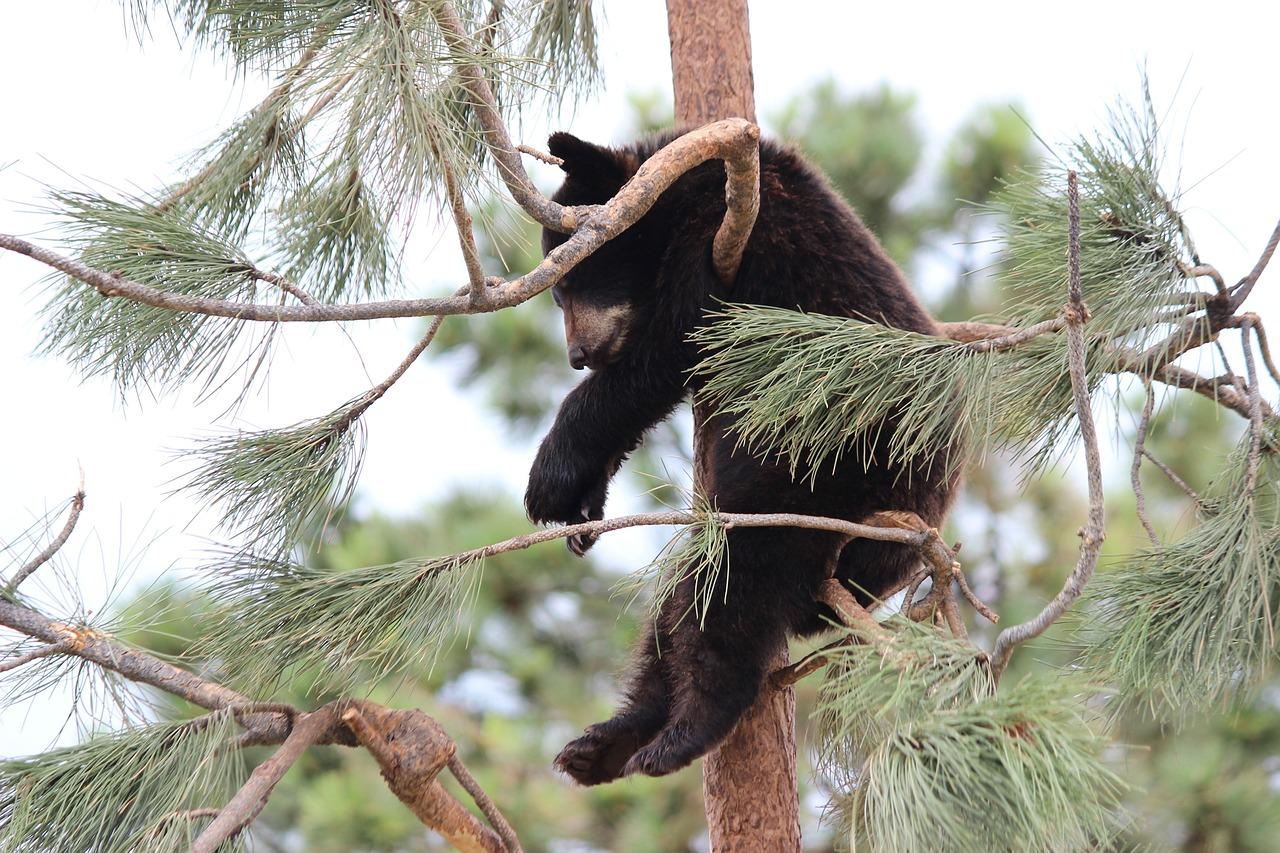 bébé ours dans les pyrénées