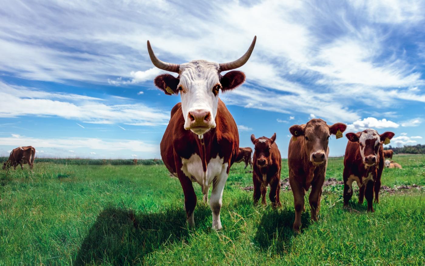 Les vaches dans les prairies peuvent atténuer le réchauffement climatique