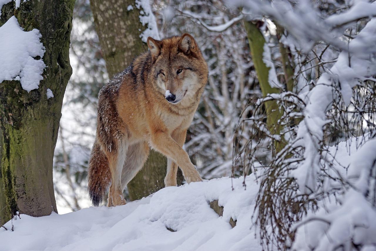 Le loup, le meilleur allié de notre écosystème
