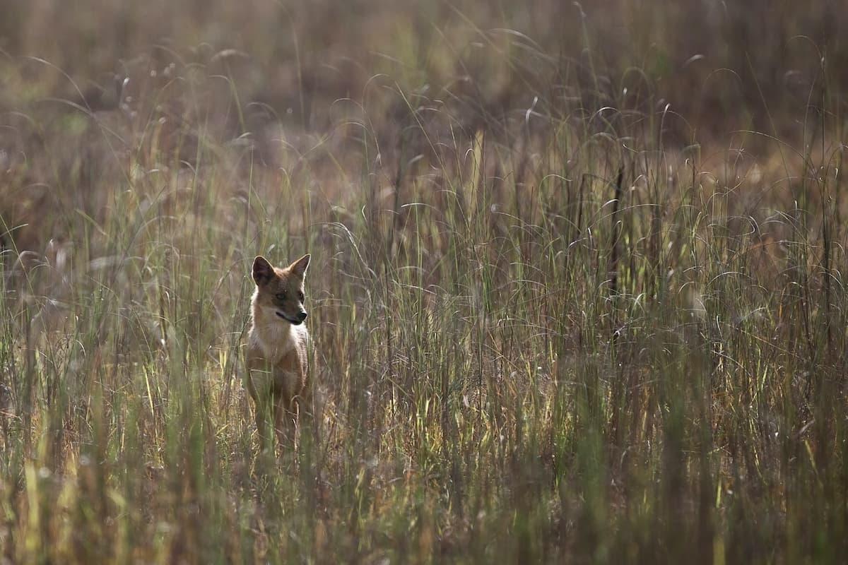 Chacal doré dans la nature