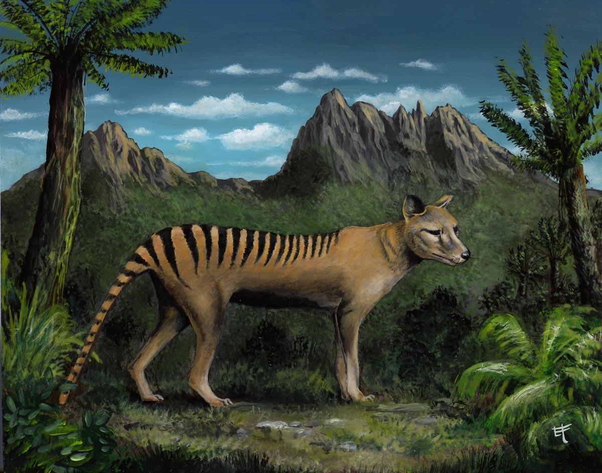 Tasmanie tigre