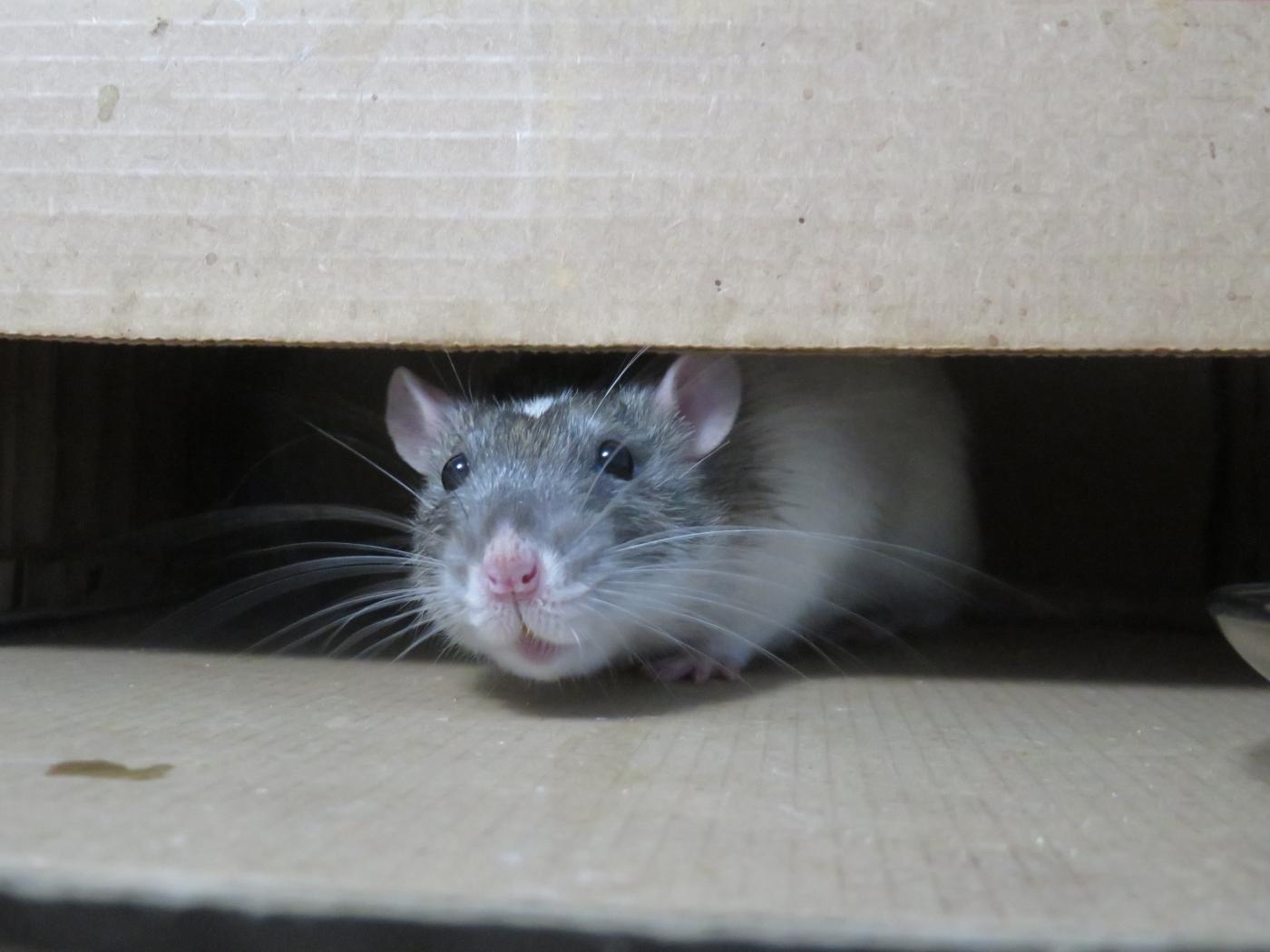 Le rat, une espèce invasive