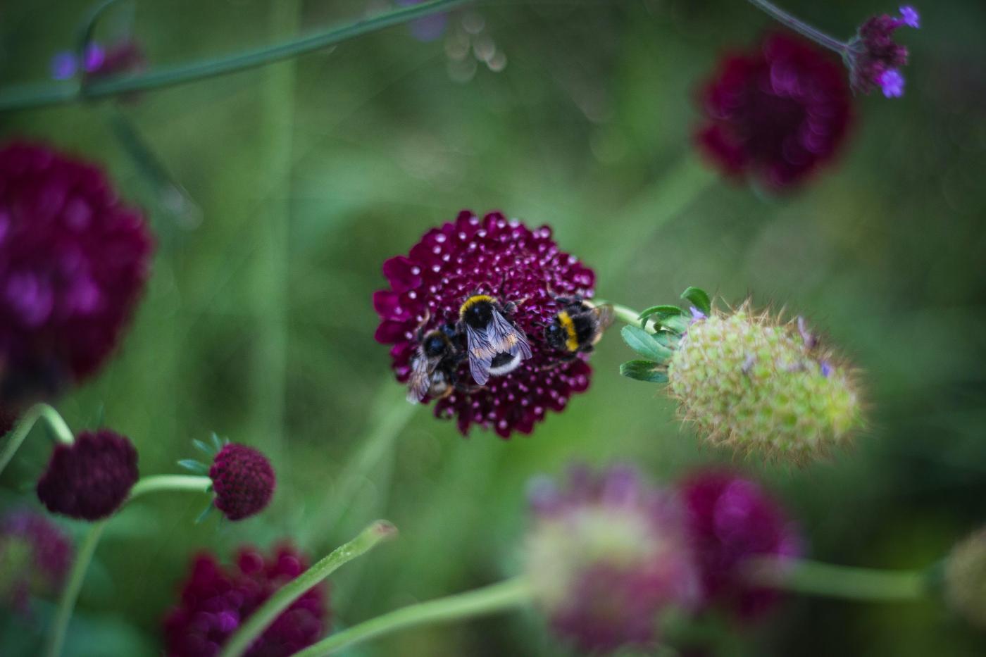 Abeilles et bourdons, fleurons de la biodiversité du jardin