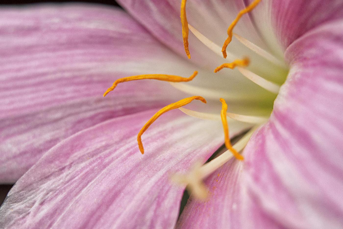 Les fleurs se reproduisent elles-mêmes faute d'insectes