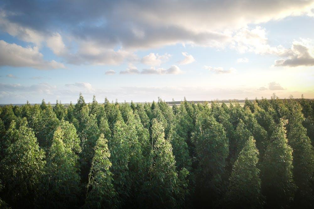 Cocoon une initiative pour la reforestation 
