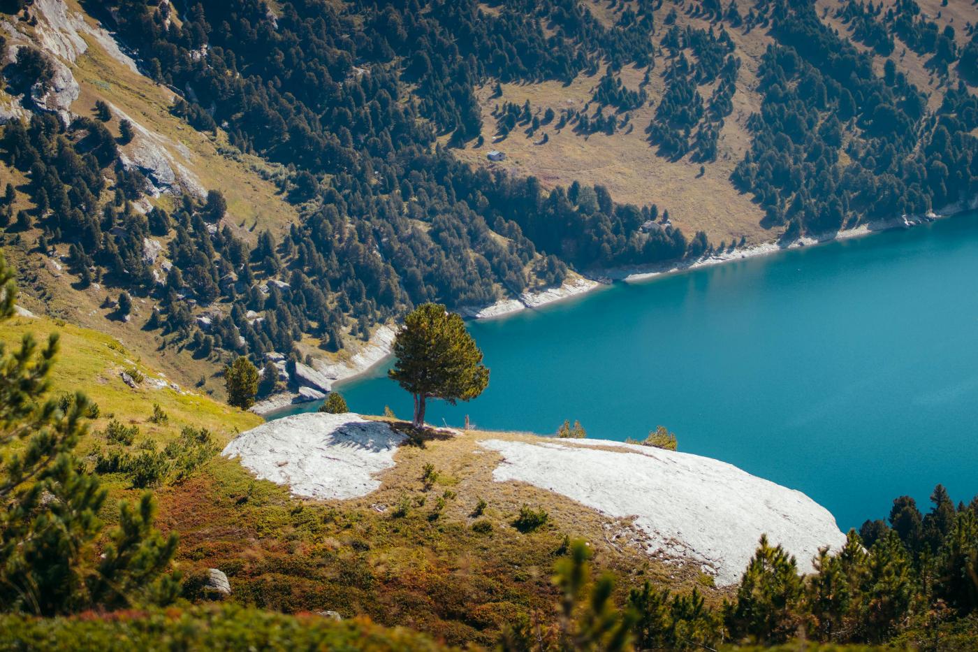 Forêt des pyrénées 