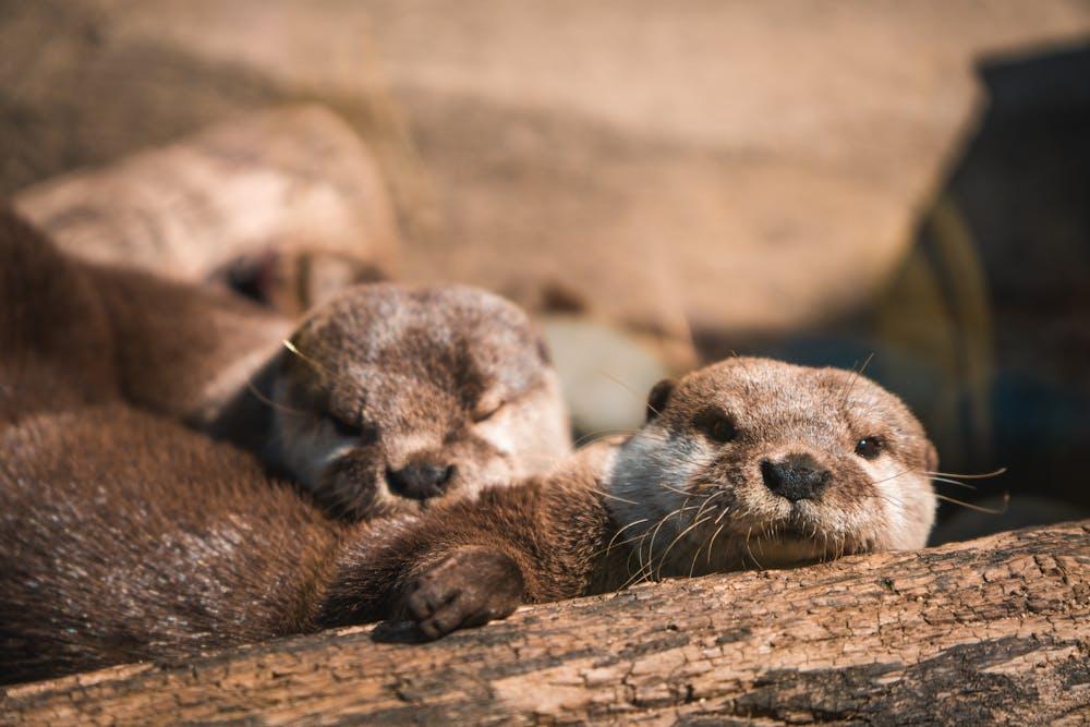 Loutre de Normandie