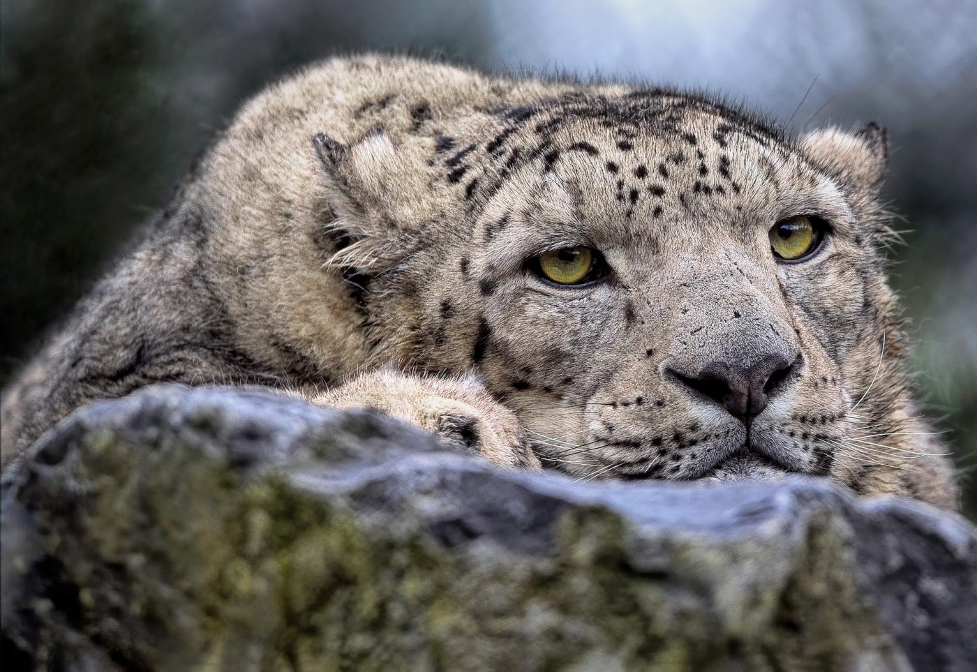 les terres de natae leopard