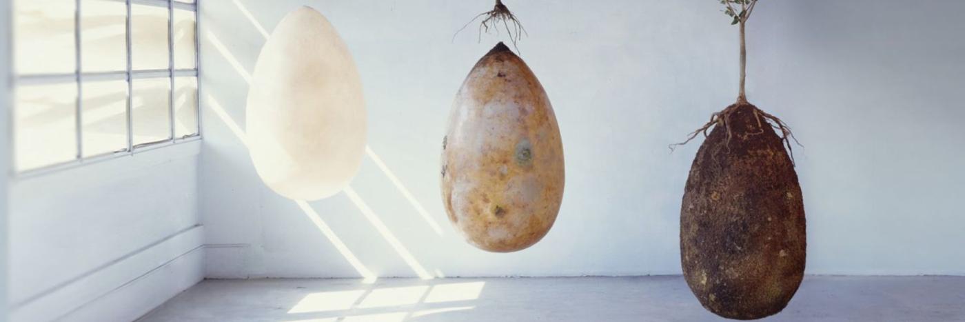 Capsula Mundi