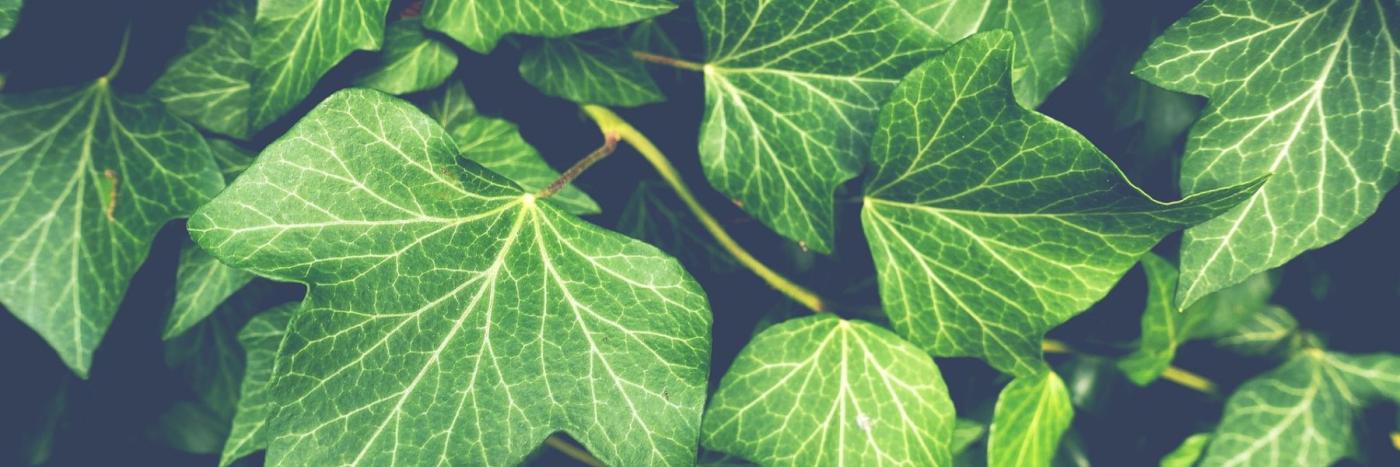 plantes invasives