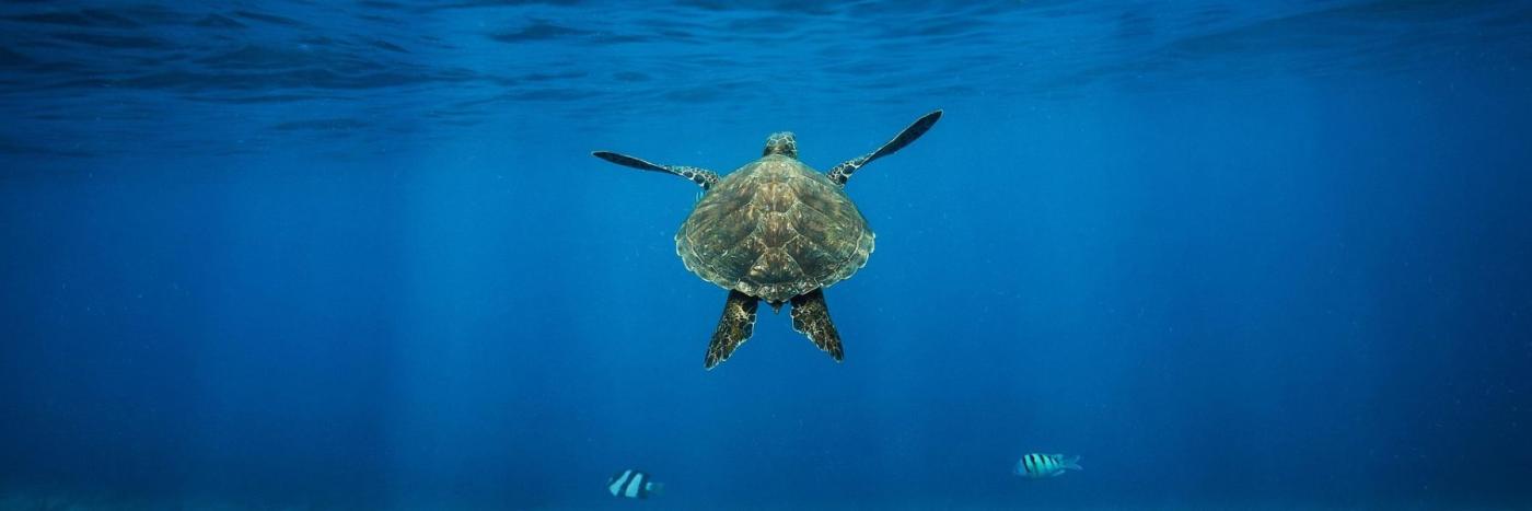 Doyennes des océans, les tortues marines voient leur population augmenter malgré les menaces qui pèsent sur leur tranquillité