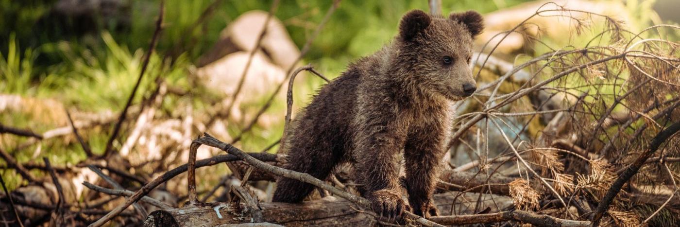 Pyrénées : un record de 22 oursons bruns nés en 2024