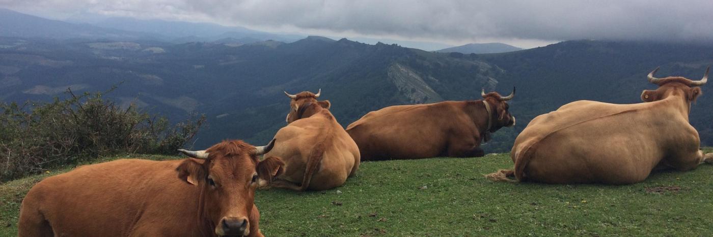 vaches