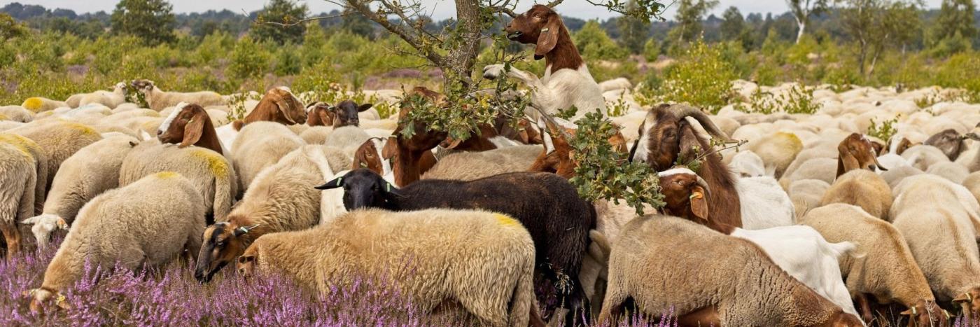 MOUTONS TONDEUSES