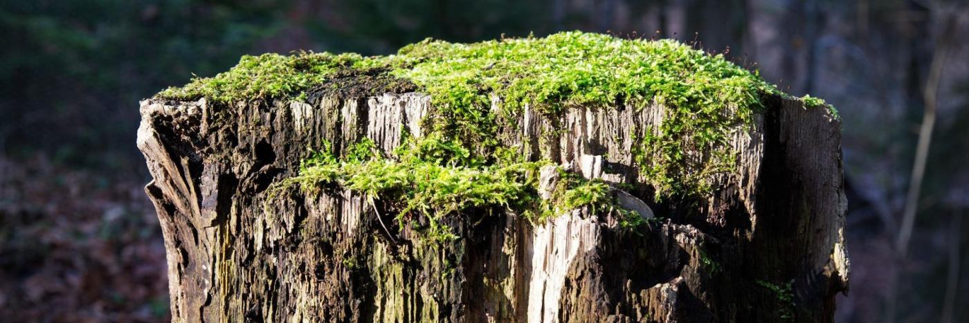 Champignon mangeur de plastique : un espoir pour l'environnement ?