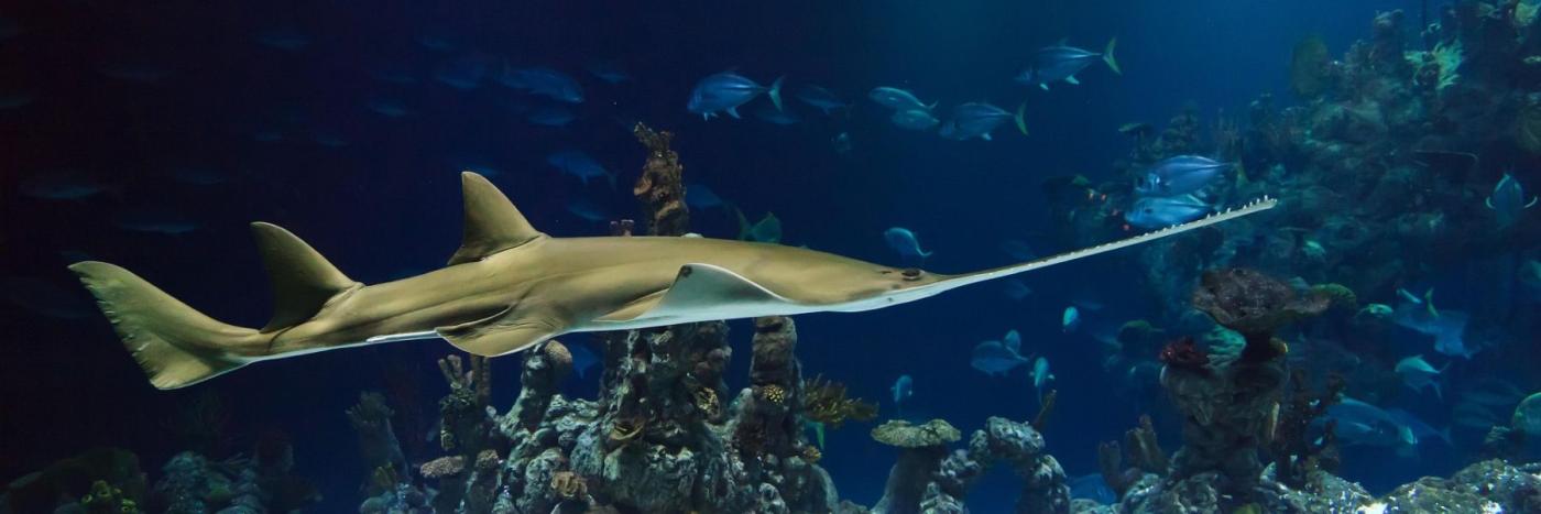 biodiversite top 3 pays