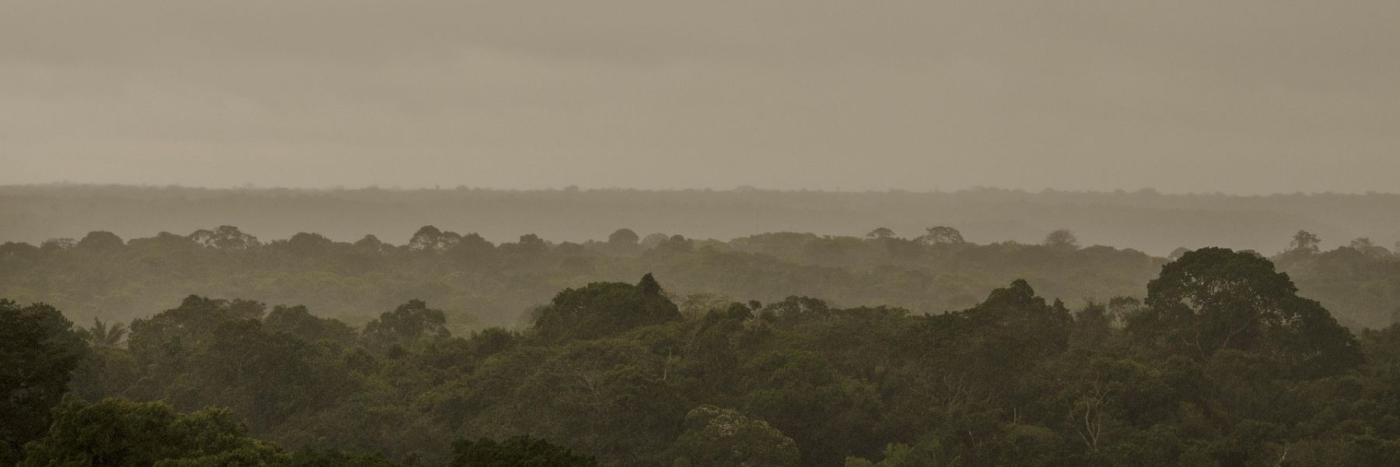 Déforestation au Brésil : recul historique en Amazonie