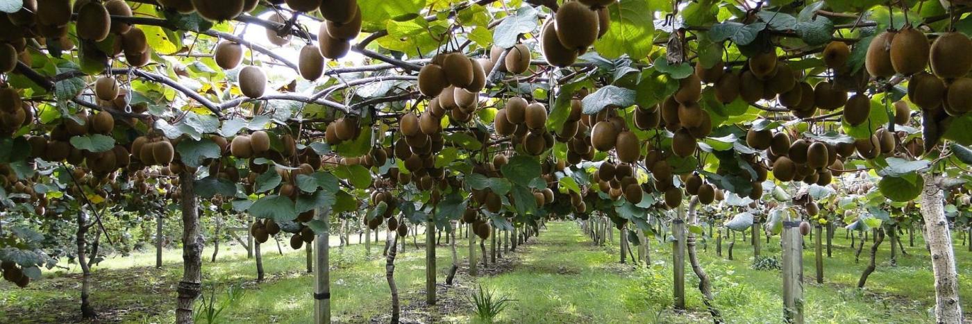 Alimentation durable : bâtir un système alimentaire équitable et vertueux