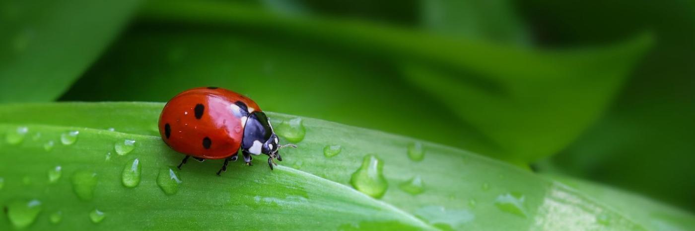 Comment protéger les insectes et soutenir la biodiversité en hiver ?