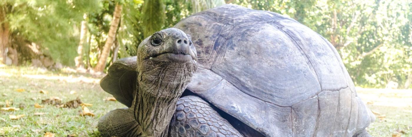 Journée mondiale de la tortue : on vous présente Jonathan, 193 ans, doyen des animaux terrestres