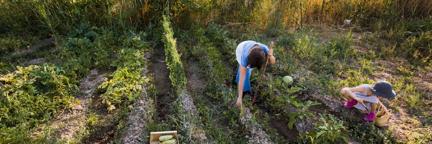 Agroforesterie : Réintroduire l’arbre dans les champs pour restaurer les sols