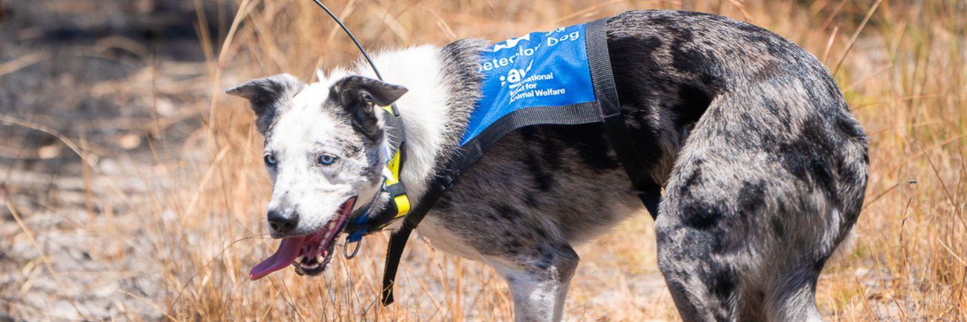 Retraite de Bear : l’Australie lance un appel pour trouver un nouveau chien de conservation