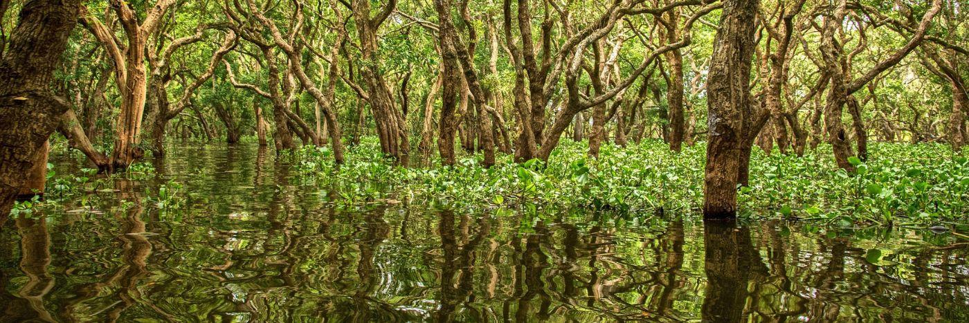 Journée mondiale des mangroves : ce qu’il faut savoir sur ces forêts hors du commun