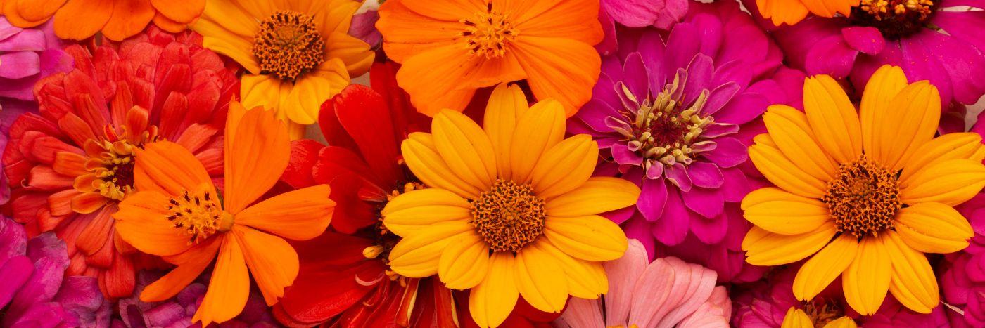 Smartflower : faut-il investir dans cette fleur solaire en 2026 ?