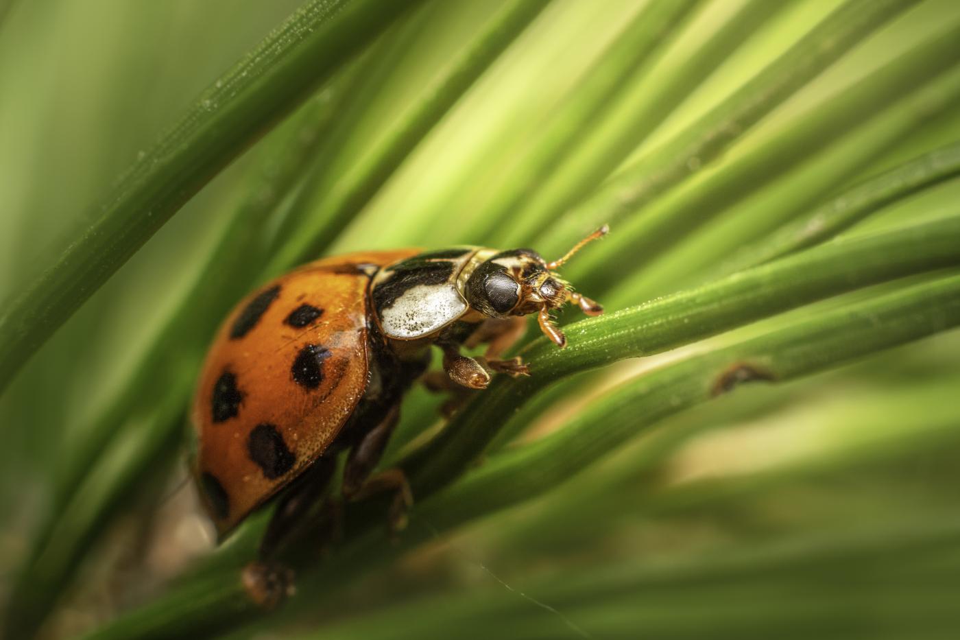 Que se passerait-il si tous les insectes disparaissaient ?