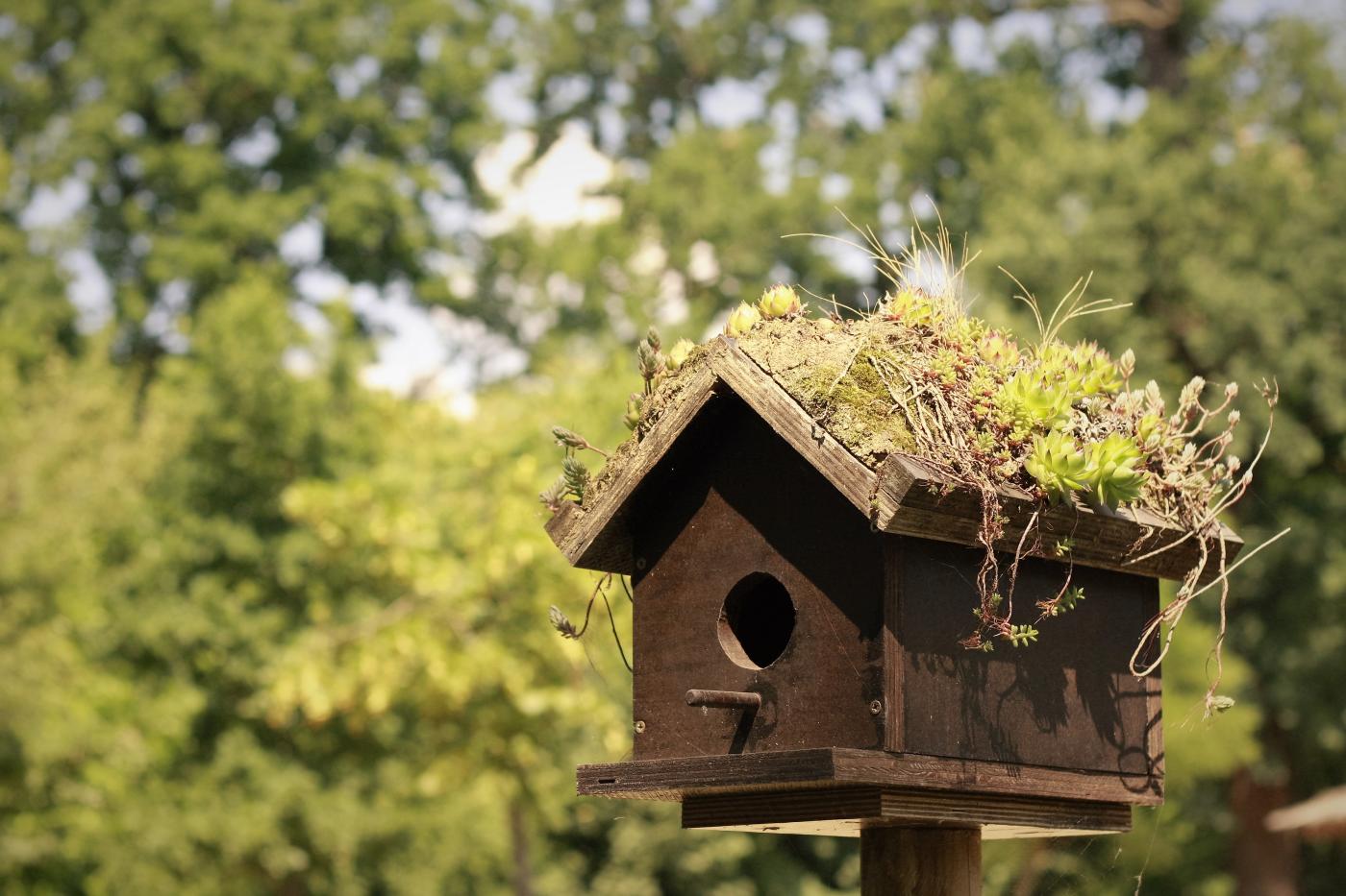 L’Écosse veut intégrer des nids d’oiseaux directement dans les bâtiments neufs