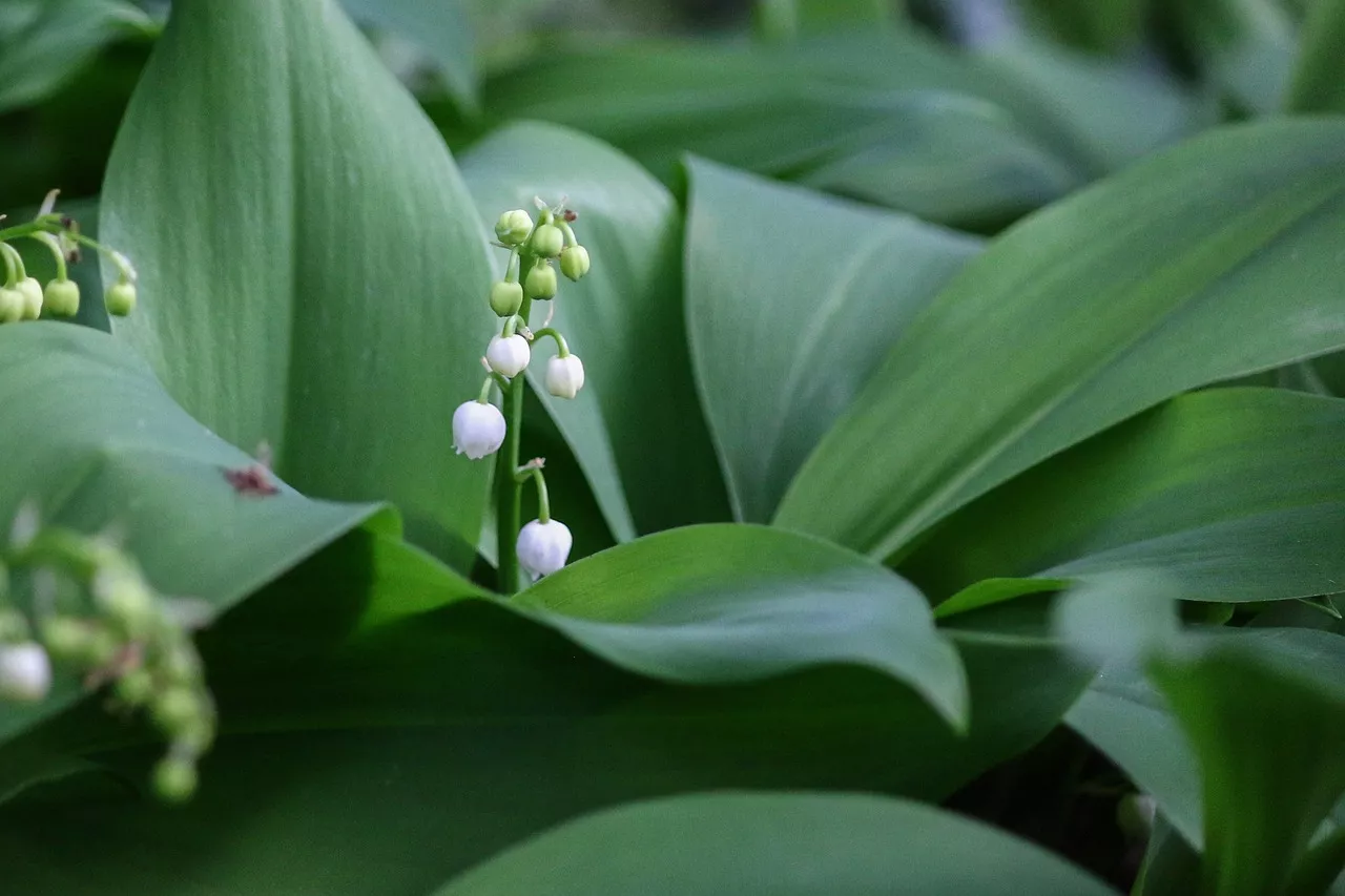  Pourquoi le muguet n’est pas très écolo ? 