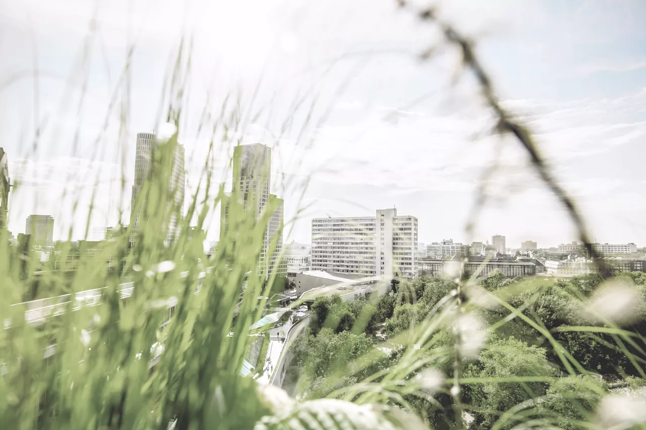 un potager en ville