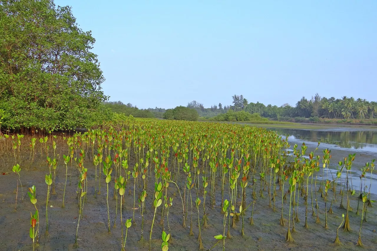  Inde : un couple reboise la forêt depuis 30 ans