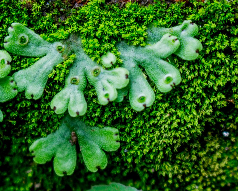 Mousse dans le jardin