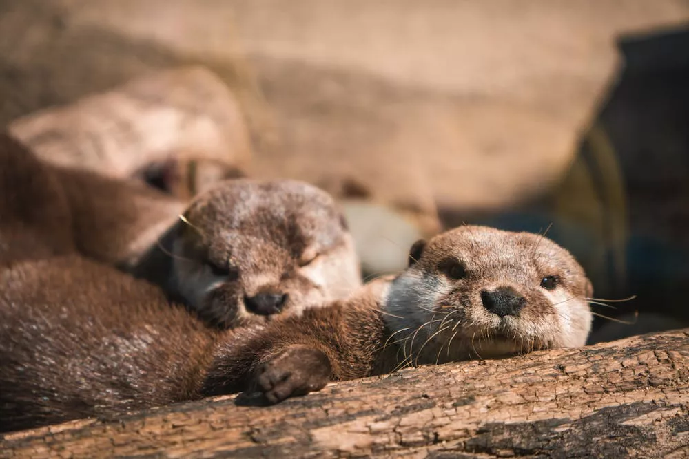 Loutre de Normandie