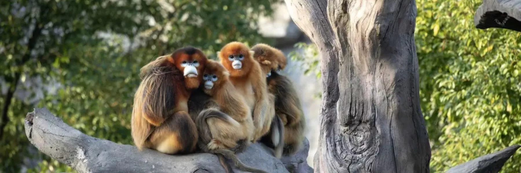 Les singes dorés viennent d'arriver au ZooParc de Beauval ! Découvrez cette espèce rare accueillie pour la première fois hors d’Asie au célèbre zoo français.