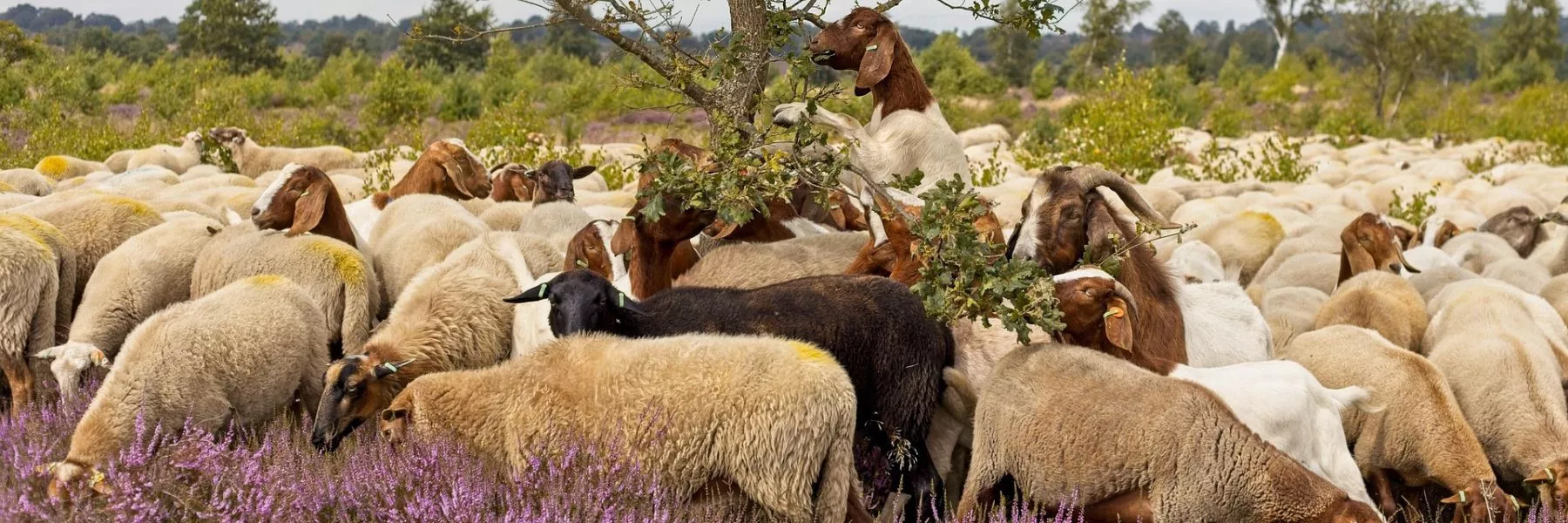 MOUTONS TONDEUSES