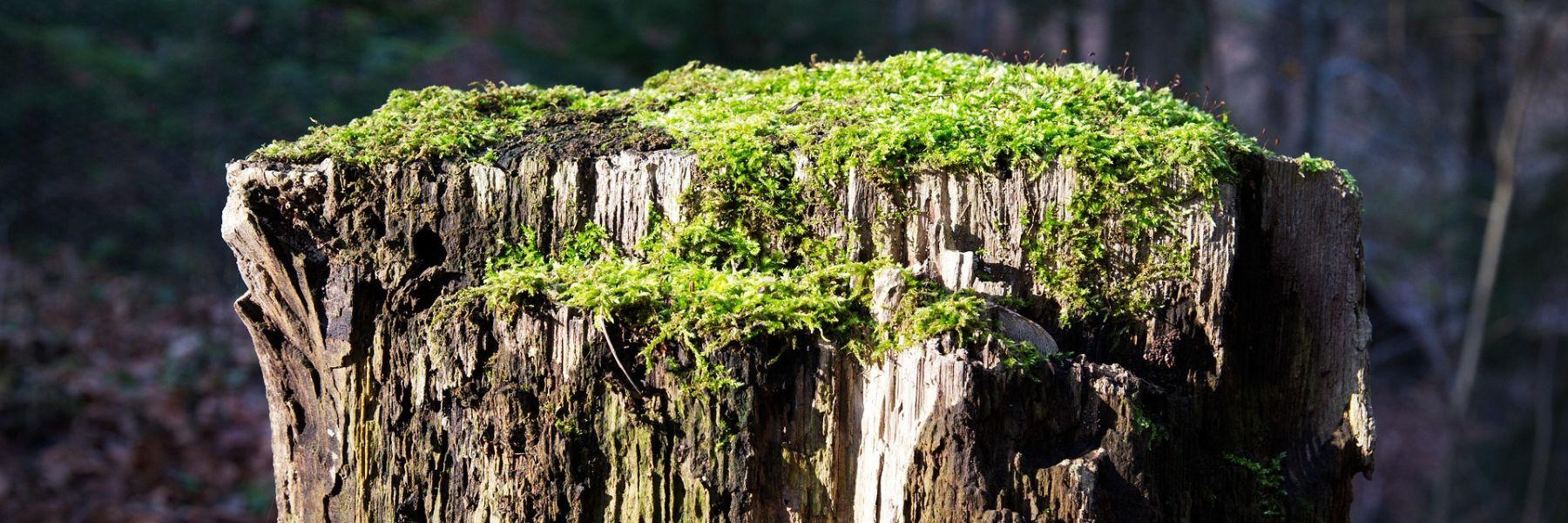 Champignon mangeur de plastique : un espoir pour l'environnement ?