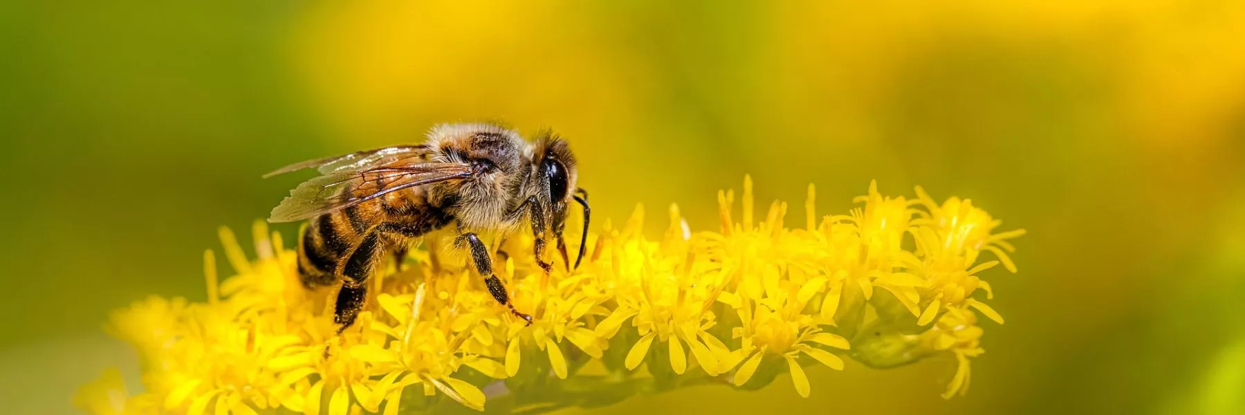 Le venin d’abeille, une arme aux multiples facettes