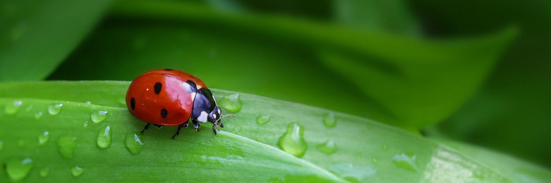 Comment protéger les insectes et soutenir la biodiversité en hiver ?
