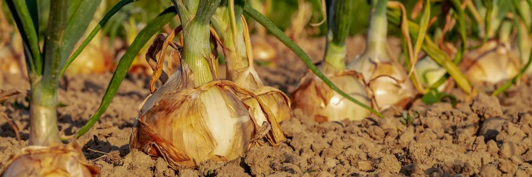 À Saint-Junien, un potager municipal fournit la cantine en légumes bio