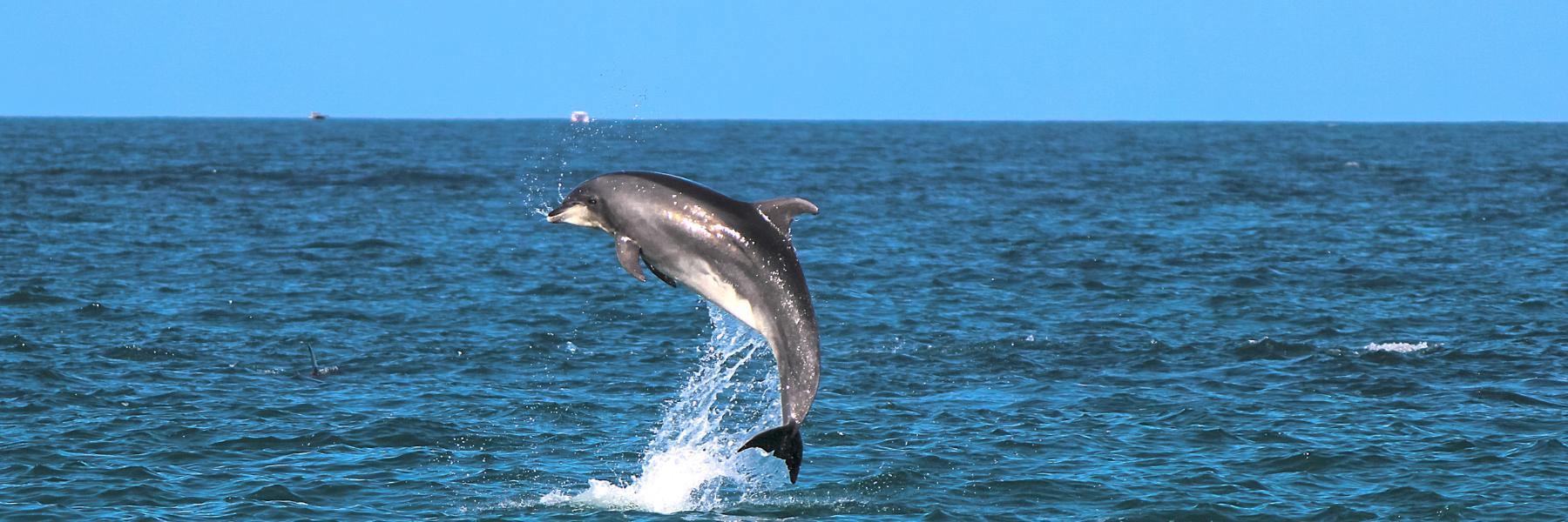 Trêve hivernale : l'arrêt de la pêche réduit de 60% les captures de dauphins