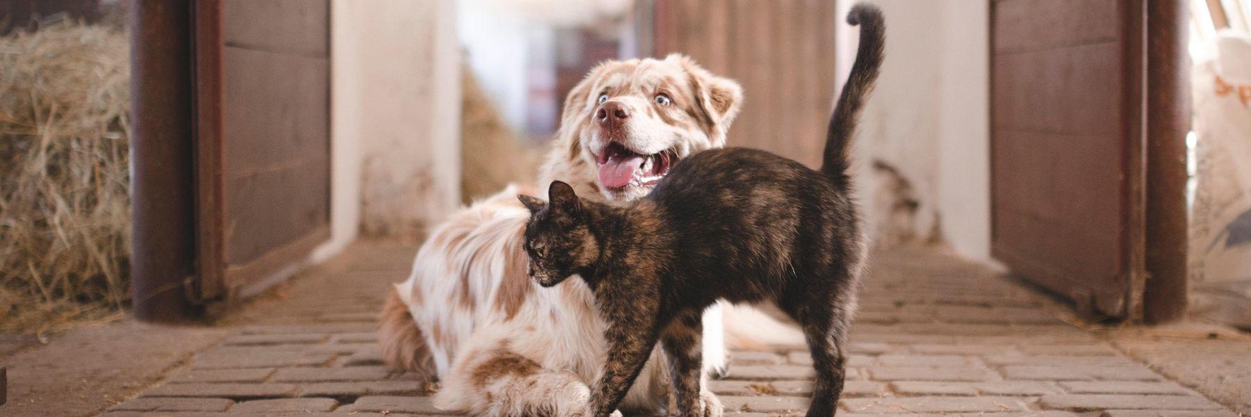 Animo Impact : La nouvelle filière de recyclage de l'emballage petfood